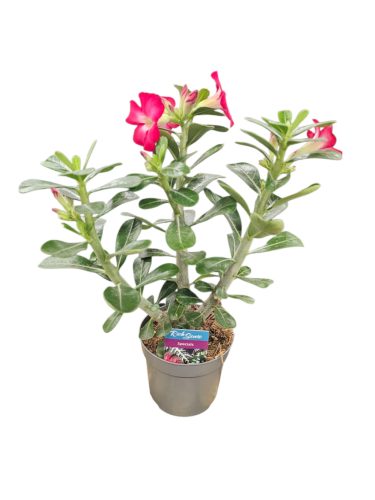 Sivatagi Rózsa (Adenium obesum)