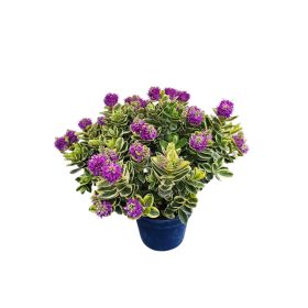 Tarkalevelű örökzöld Veronika cserje (Hebe Veronica)