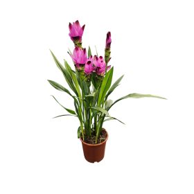 Kurkuma (Curcuma alismatifolia)