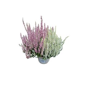 Csarab 2 színű (Calluna vulgaris)