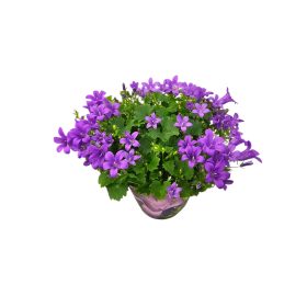 Harangvirág (Campanula)