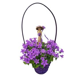 Kosaras Harangvirág (Campanula)