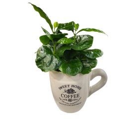 Kávécserje (Coffea arabica) kerámiában