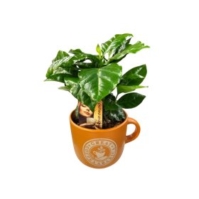 Kávécserje (Coffea arabica) kerámiában