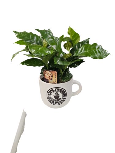 Kávécserje (Coffea arabica) kerámiában