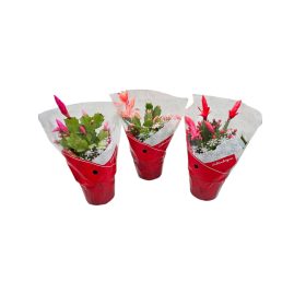 Karácsonyi kaktusz (Schlumbergera) csomag