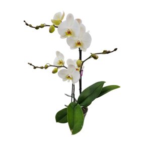 Orchidea (Phalaenopsis)