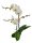 Orchidea (Phalaenopsis)