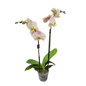 Orchidea (Phalaenopsis)