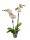Orchidea (Phalaenopsis)