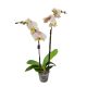 Orchidea (Phalaenopsis)