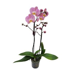 Orchidea (Phalaenopsis)