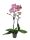 Orchidea (Phalaenopsis)