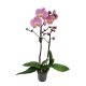 Orchidea (Phalaenopsis)