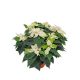 Mikulásvirág (Poinsettia princettia) Fehér