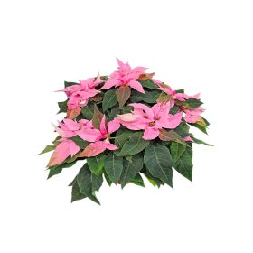 Mikulásvirág (Poinsettia princettia) Pink