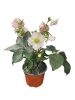 Hunyor (Helleborus)