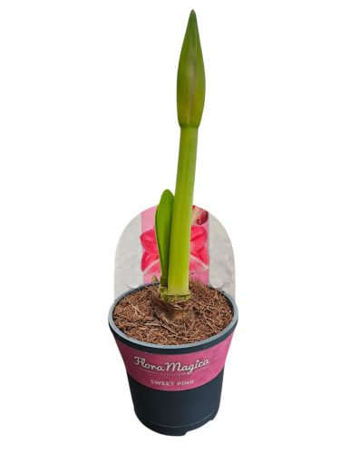 Amaryllis-Hölgyliliom-Lovagcsillag (Hippeastrum)