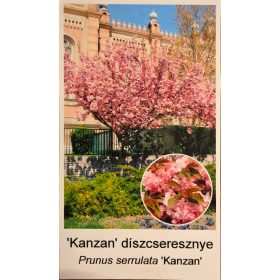 Kanzan Díszcseresznye (Prunus serrulata Kanzan)