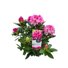 Rhododendron (Havasszépe)