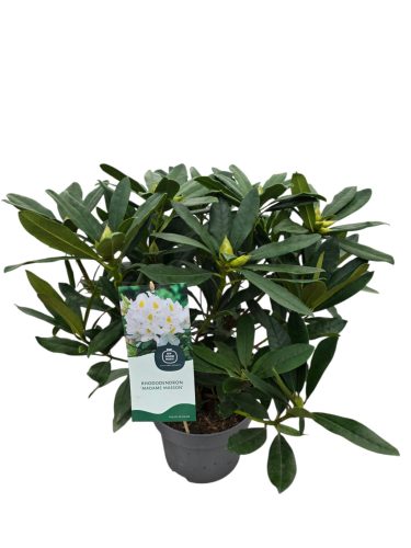 Rhododendron (Havasszépe)