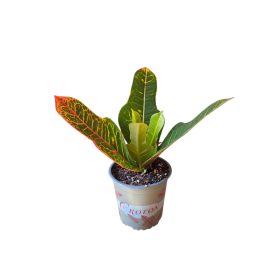 Csodacserje (Croton)