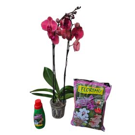 Orchidea Csomag
