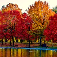 ŐSZI / KARÁCSONYI NÖVÉNYEK