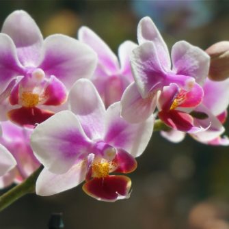 ORCHIDEÁK