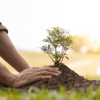 CSERJÉK, FACSEMETÉK