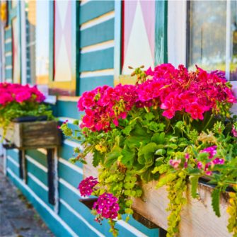 EGYNYÁRI, BALKON NÖVÉNYEK