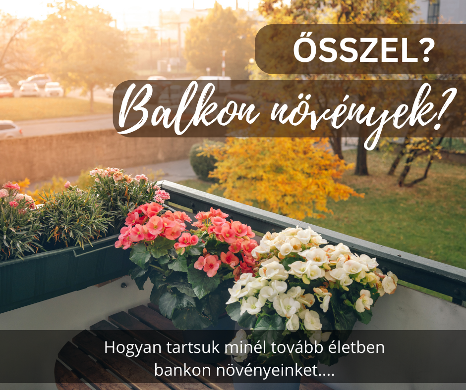 Balkon növények gondozása