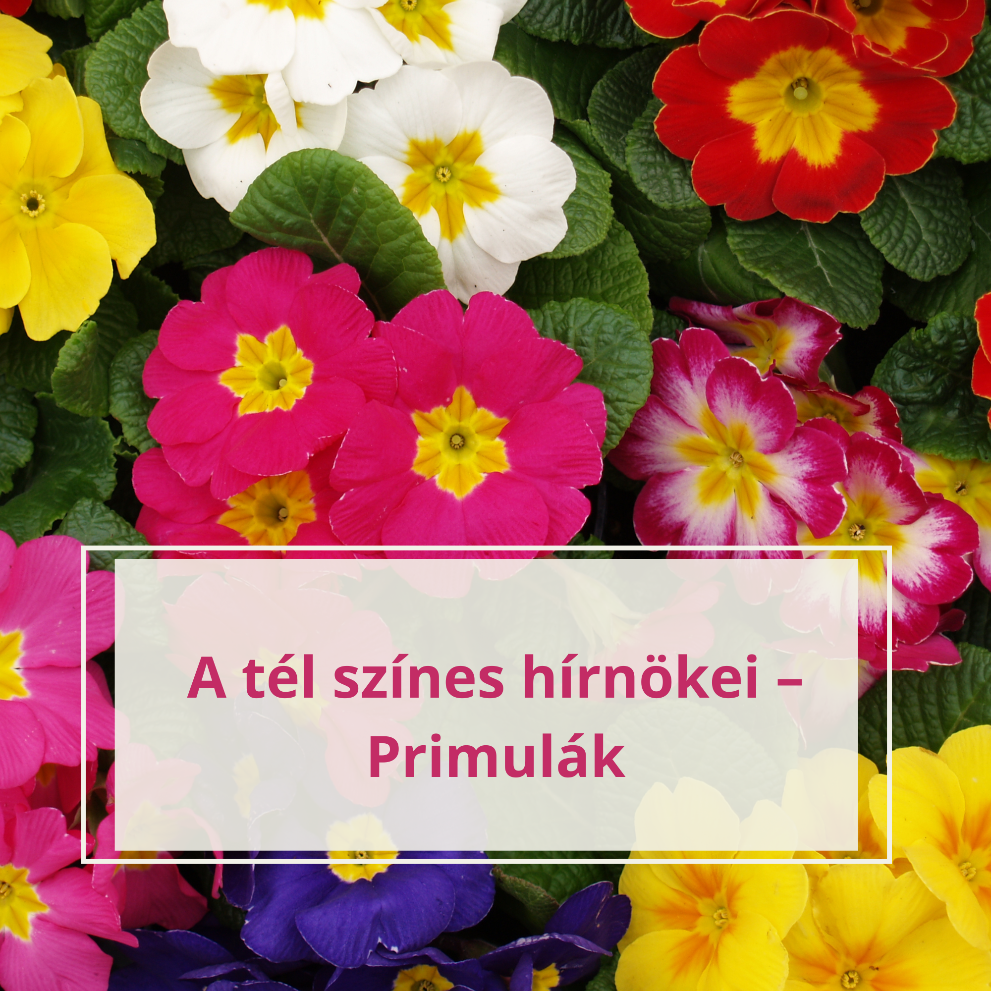 Primulák: A tél színes hírnökei – Hogyan hozzák el otthonába a tavaszt?