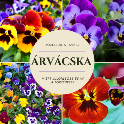 Árvácskák: A tavaszi kert bájos díszei