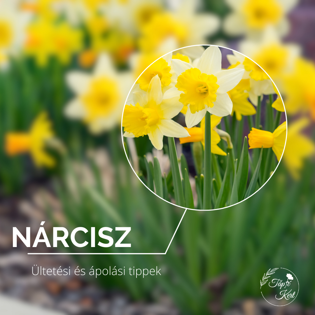 Nárcisz: A napfény illatos hírnöke