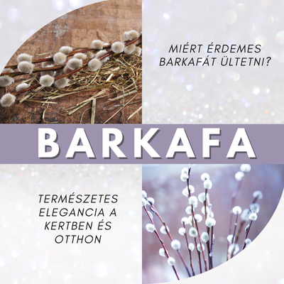 Barkafa varázsa