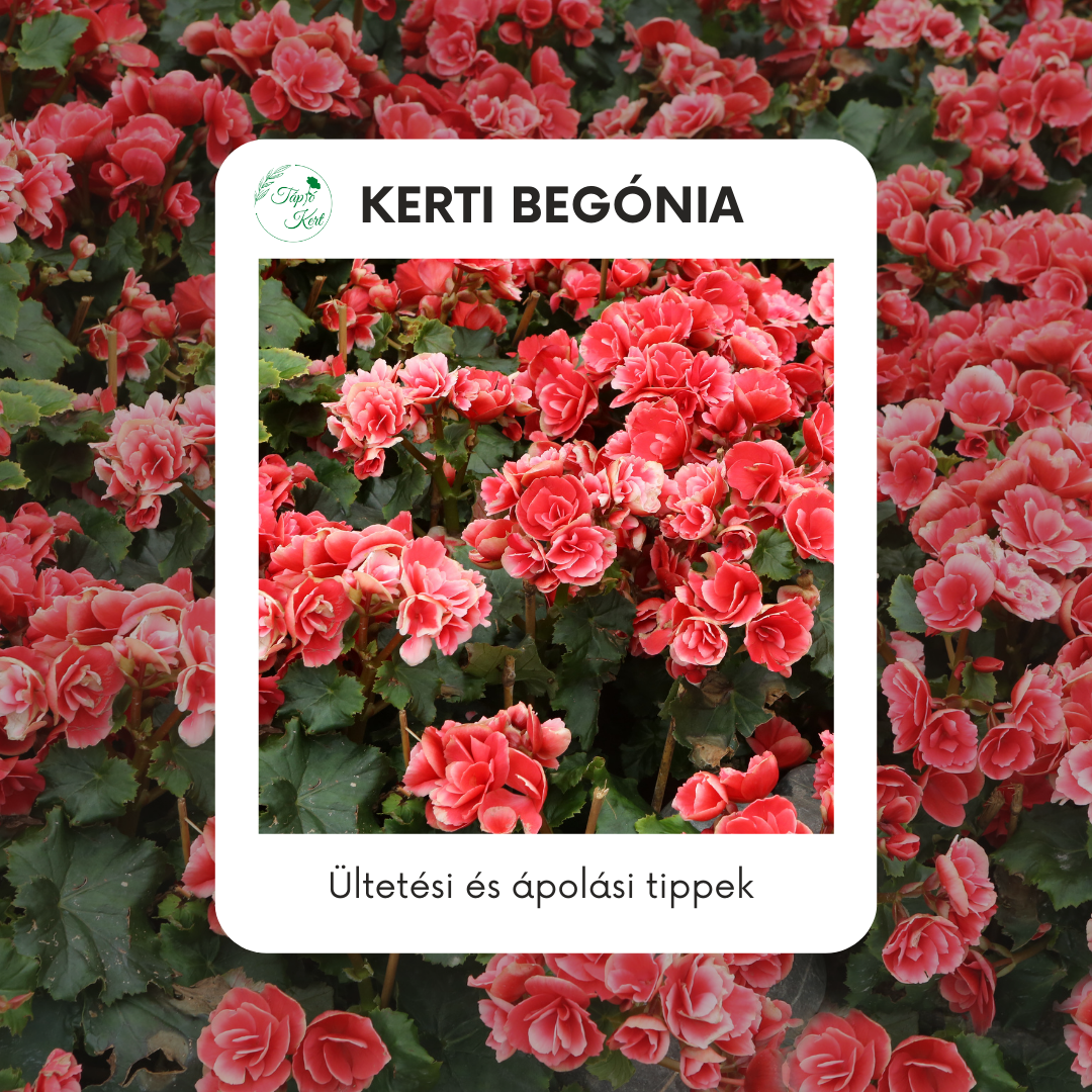 Kerti begónia – Árnyékos kertek színpompás csodája