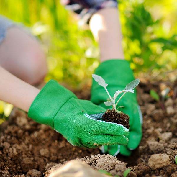 Gyümölcsfa cserje ültetése 5 lépésben