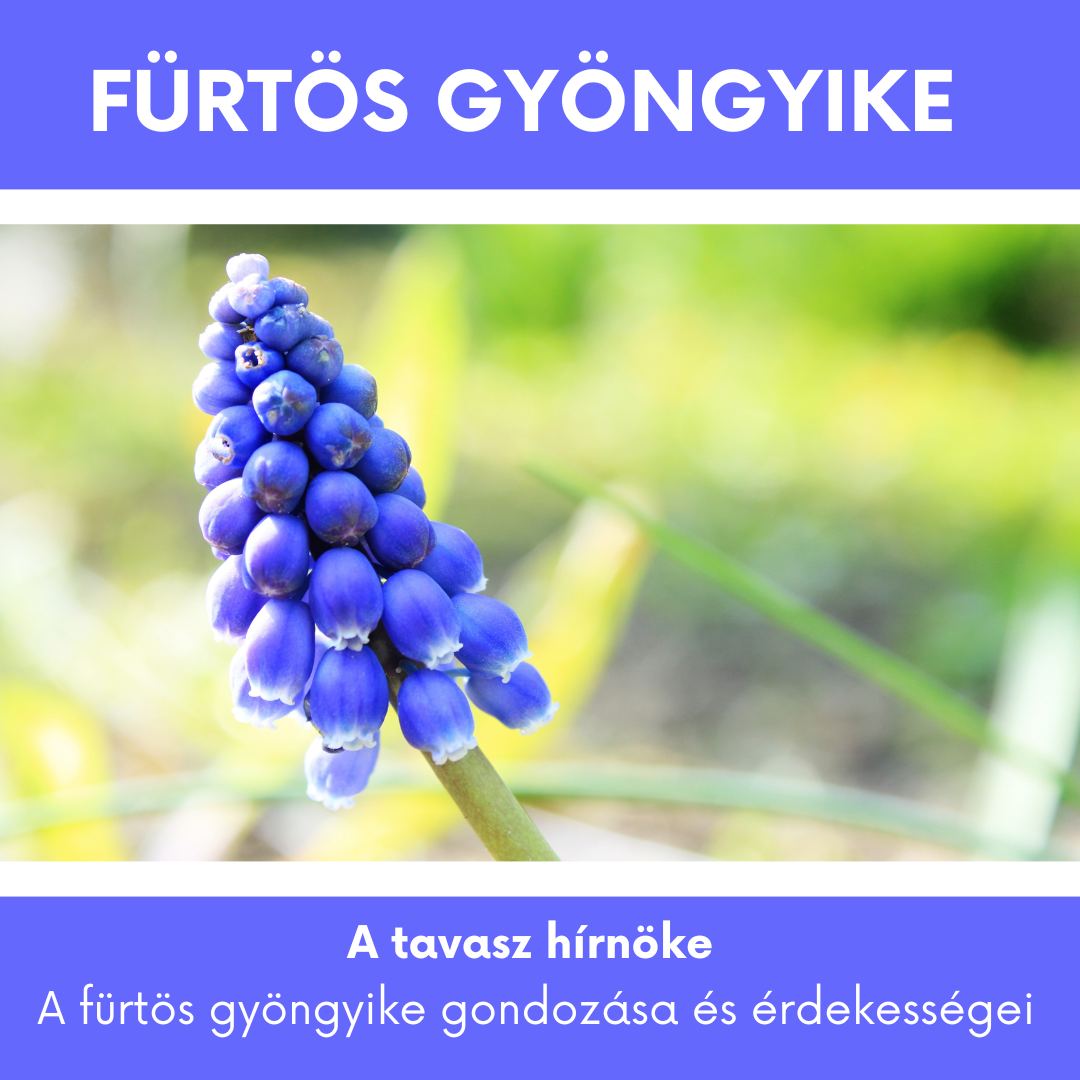 Fürtös gyöngyike gondozása és érdekességei