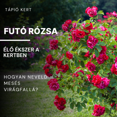 Futó rózsa – Élő ékszer a kertben: Hogyan neveld mesés virágfallá?