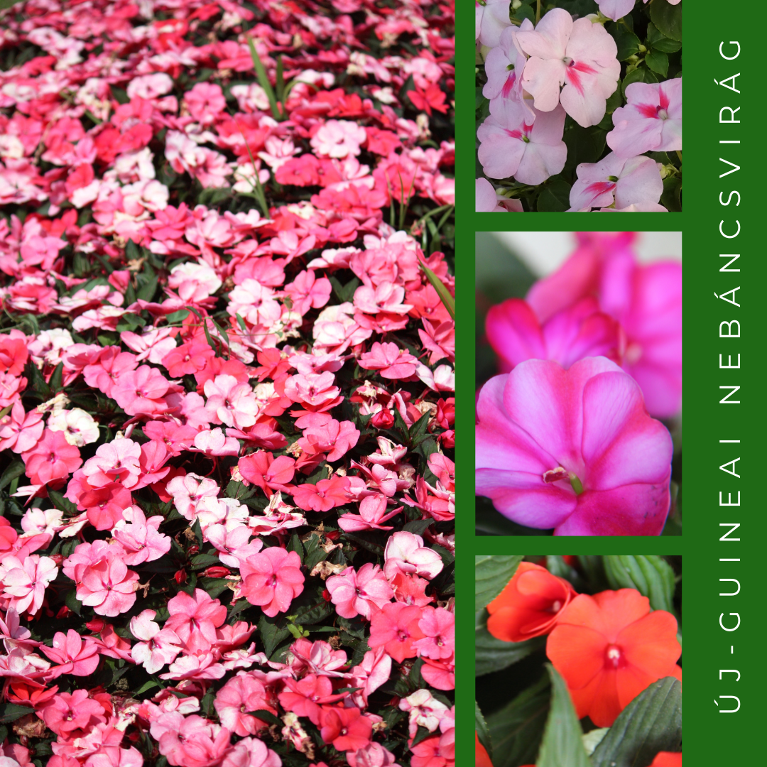 Új-guineai impatiens: A hosszan virágzó szépség titkai