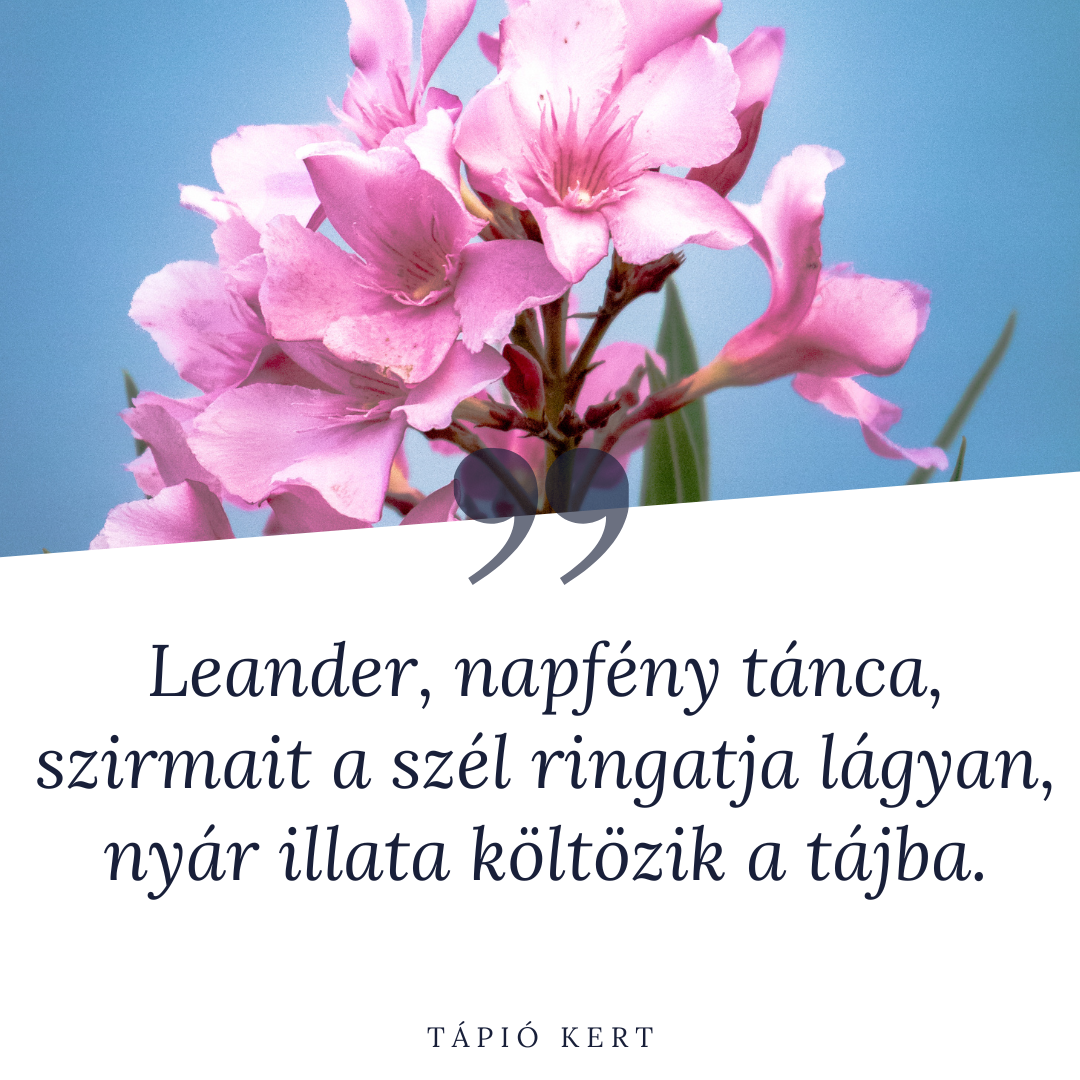 Leander – Így gondozd, hogy dúsan virágozzon!