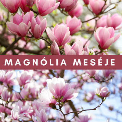 Magnólia meséje: Tavaszi virágpompa