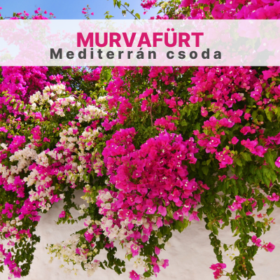 Murvafürt – Mediterrán csoda, amely feldobja kerted színvilágát!