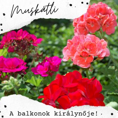 Muskátli – A balkonok királynője