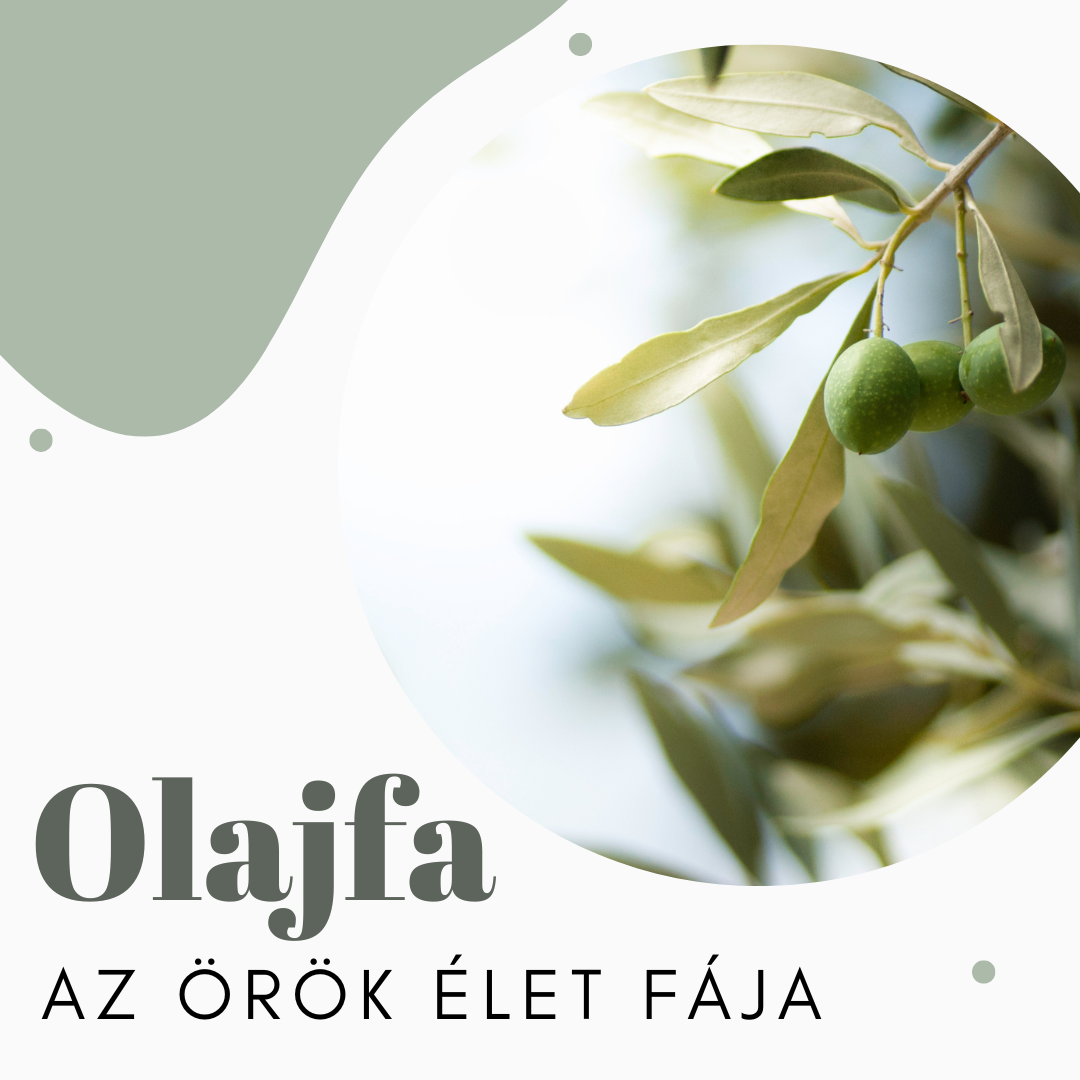 Olajfa - Az örök élet fája: Ültetés, gondozás és a termés titkai